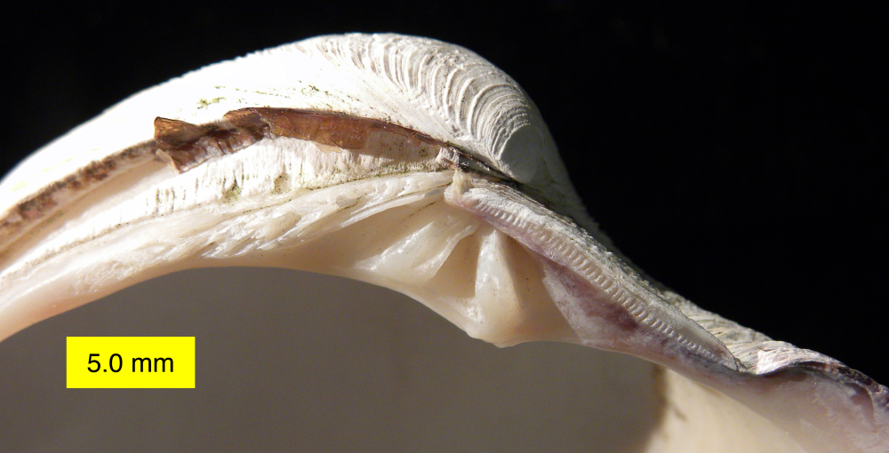 along the edge of the clam shell are little ridges